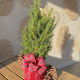 Small evergreen tree with a red bow and pine cone on a wooden surface outside a store.