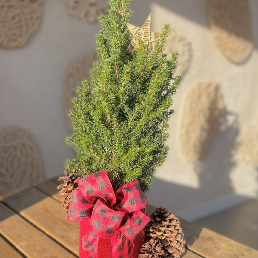 Small evergreen tree with a red bow and pine cone on a wooden surface outside a store.