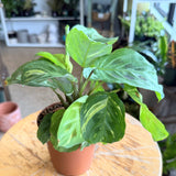 Maranta Kerchovaena Varieg. (Variegated Prayer Plant) - 4" pot