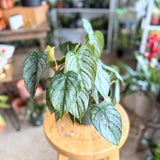 Philodendron brantianum (Silver Leaf Philodendron) - 6" pot