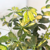 Umbrella Tree (Schefflera arboricola)- 10" pot