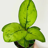 Homalomena 'Selby'