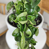 Hoya Rope
