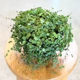 String of Turtles (Peperomia prostrata)