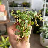 String of Turtles (Peperomia prostrata) - 2" pot