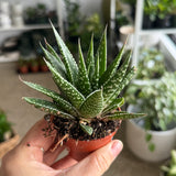Zebra Plant (Haworthia Fasciata) - 2" pot