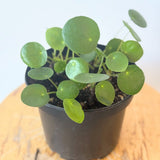 Chinese Money Plant (Pilea peperomioides)