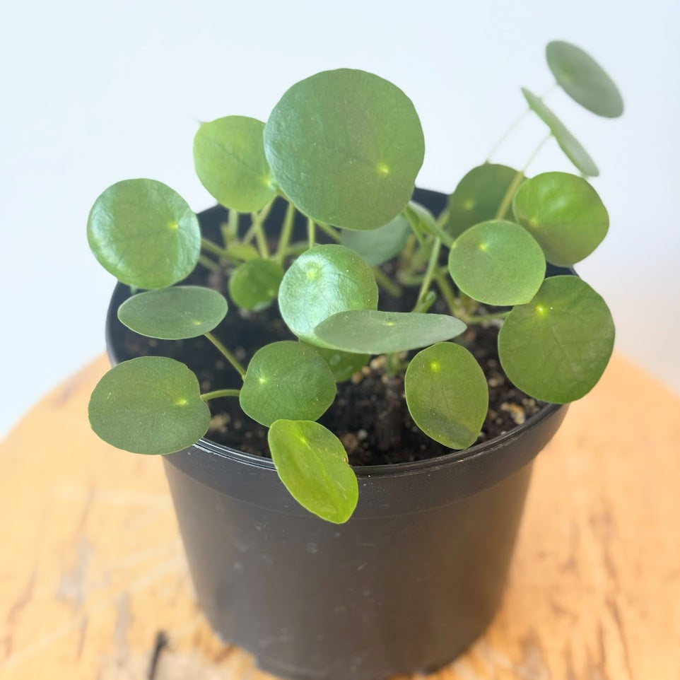 Chinese Money Plant (Pilea peperomioides)