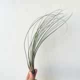 Tillandsia Juncea (Air Plant)
