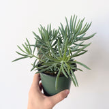 Kilimanjaro Plant (Senecio 'Kilimanjaro') - 4" pot