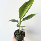 Cavendish Banana (Musa acuminata 'Dwarf Cavendish')