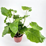 Calathea Network (Calathea musaica)