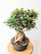 Load image into Gallery viewer, 8&quot; Ginseng Ficus Bonsai (Ficus microcarpa)