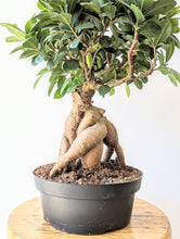 Load image into Gallery viewer, 8&quot; Ginseng Ficus Bonsai (Ficus microcarpa)