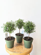 Load image into Gallery viewer, 4&quot; Myrtle Topiary (Myrtus communis)