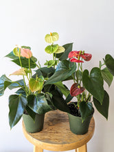 Load image into Gallery viewer, 4&quot; Anthurium Plant