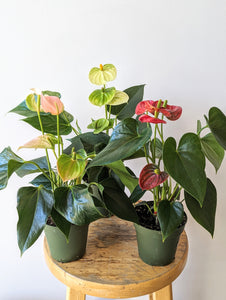 4" Anthurium Plant