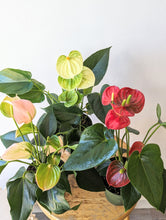 Load image into Gallery viewer, 4&quot; Anthurium Plant