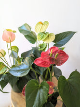 Load image into Gallery viewer, 4&quot; Anthurium Plant