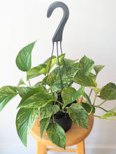 Load image into Gallery viewer, Marble Queen Pothos - 6&quot; pot