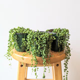 String of Pearls Plant (Curio rowleyanus) - 4" pot