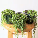 String of Pearls Plant (Curio rowleyanus) - 4" pot