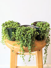 Load image into Gallery viewer, String of Pearls Plant (Curio rowleyanus) - 4&quot; pot