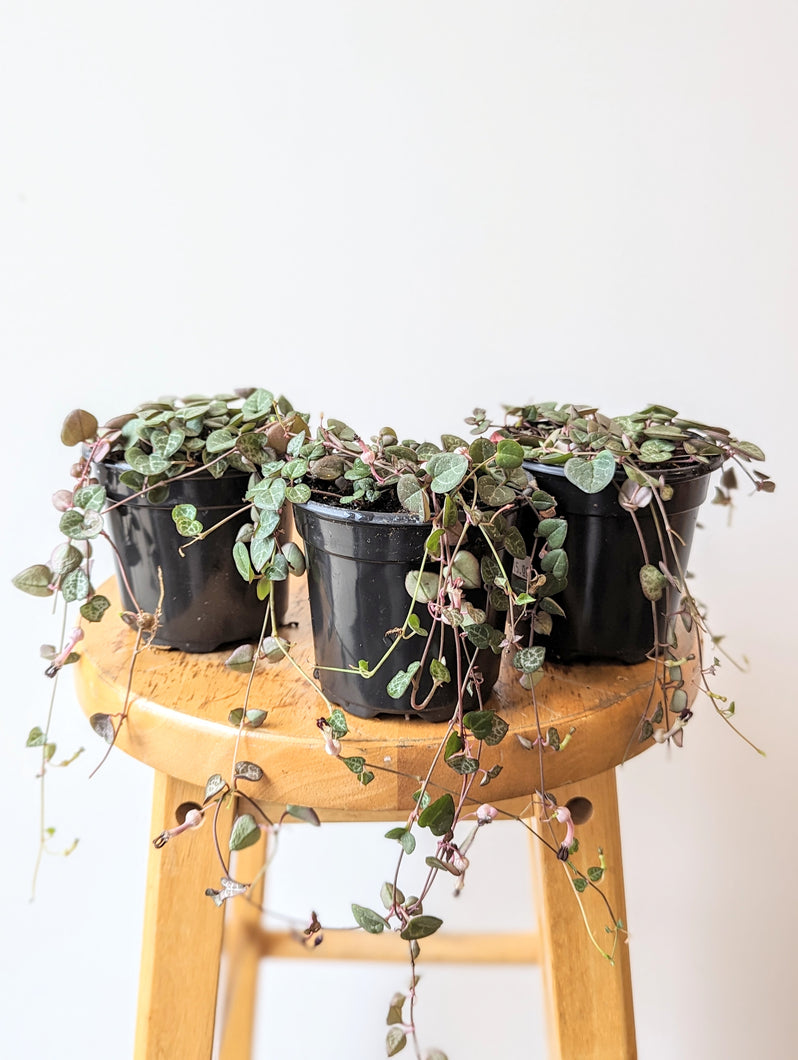 String of Hearts Plant (Ceropegia woodii) - 4