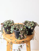 Load image into Gallery viewer, String of Hearts Plant (Ceropegia woodii) - 4&quot; pot