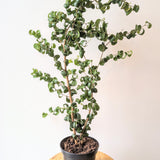 Curly Weeping Fig (Ficus Pandora) - 6” pot