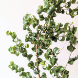 Curly Weeping Fig (Ficus Pandora) - 6” pot