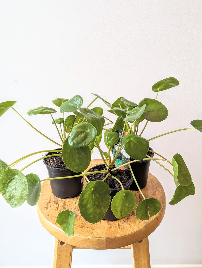 Chinese Money Plant (Pilea peperomioides) - 4
