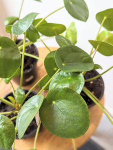 Chinese Money Plant (Pilea peperomioides) - 4" pot