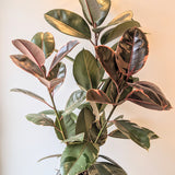 Ficus Elastica 'Ruby' Plant - 10" pot