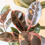 Ficus Elastica 'Ruby' Plant - 10" pot