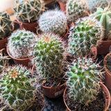 Cactus (Assorted Varieties) - 2" pot