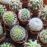 Cactus (Assorted Varieties) - 2" pot