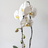 White Phalaenopsis Orchid