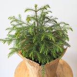 Norfolk Pine - 6" pot