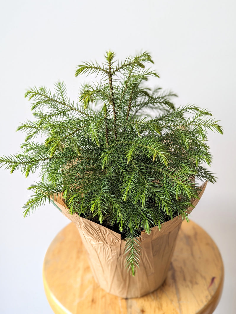 Norfolk Pine - 6