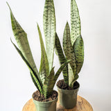 Sansevieria Zeylanica (Snake Plant)