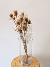 Load image into Gallery viewer, Wild Teasel Bunches
