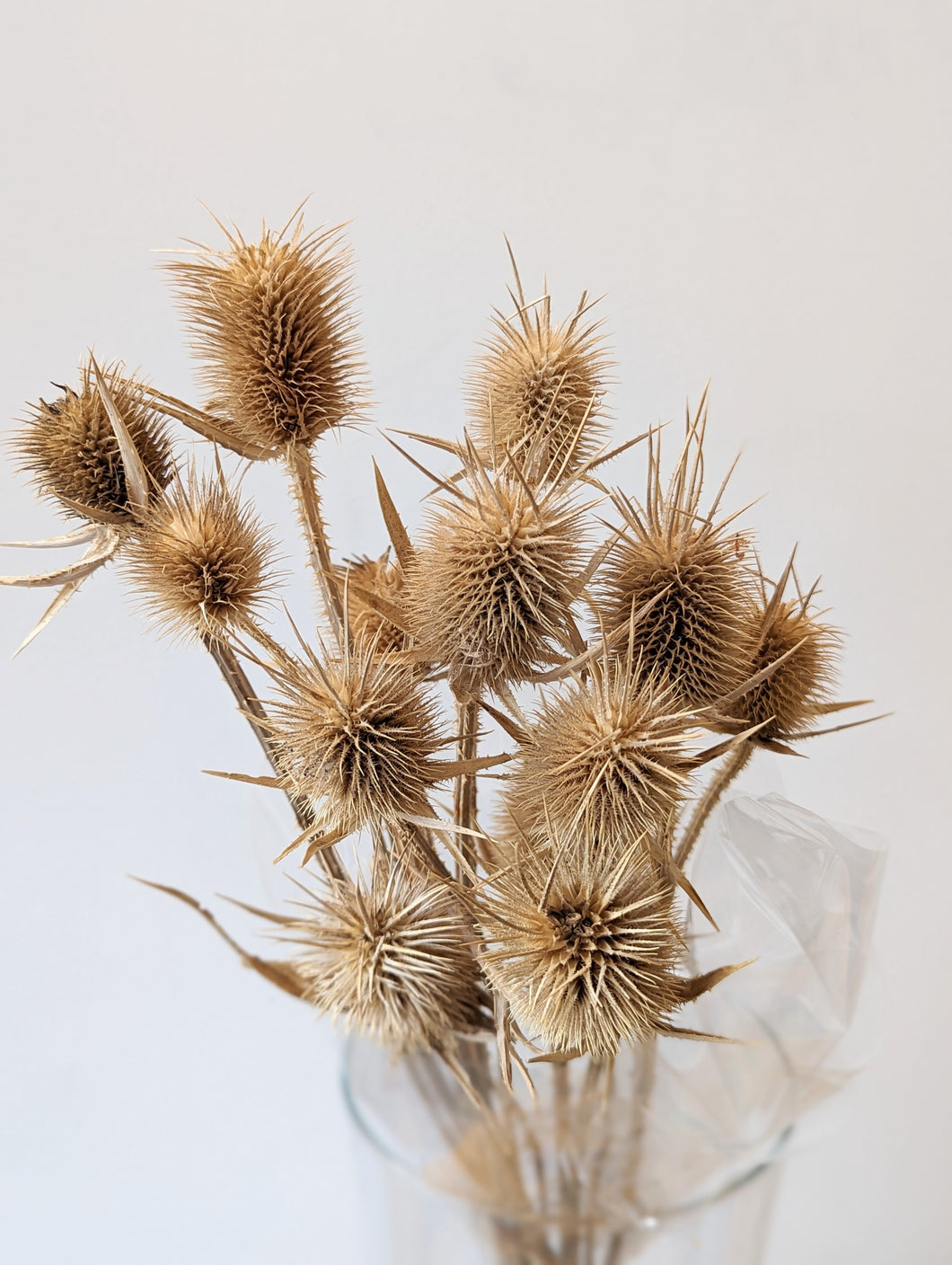 Wild Teasel Bunches