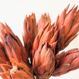 Natural Dried Protea Flower