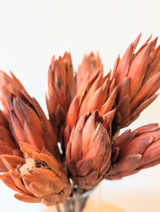 Natural Dried Protea Flower
