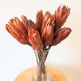 Natural Dried Protea Flower