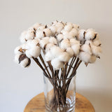 Natural Dried Cotton on Wire Stems