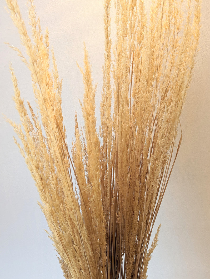 Natural Dried Feather Grass Bunches