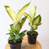 Dumb Cane (Dieffenbachia Compacta) - 4" pot