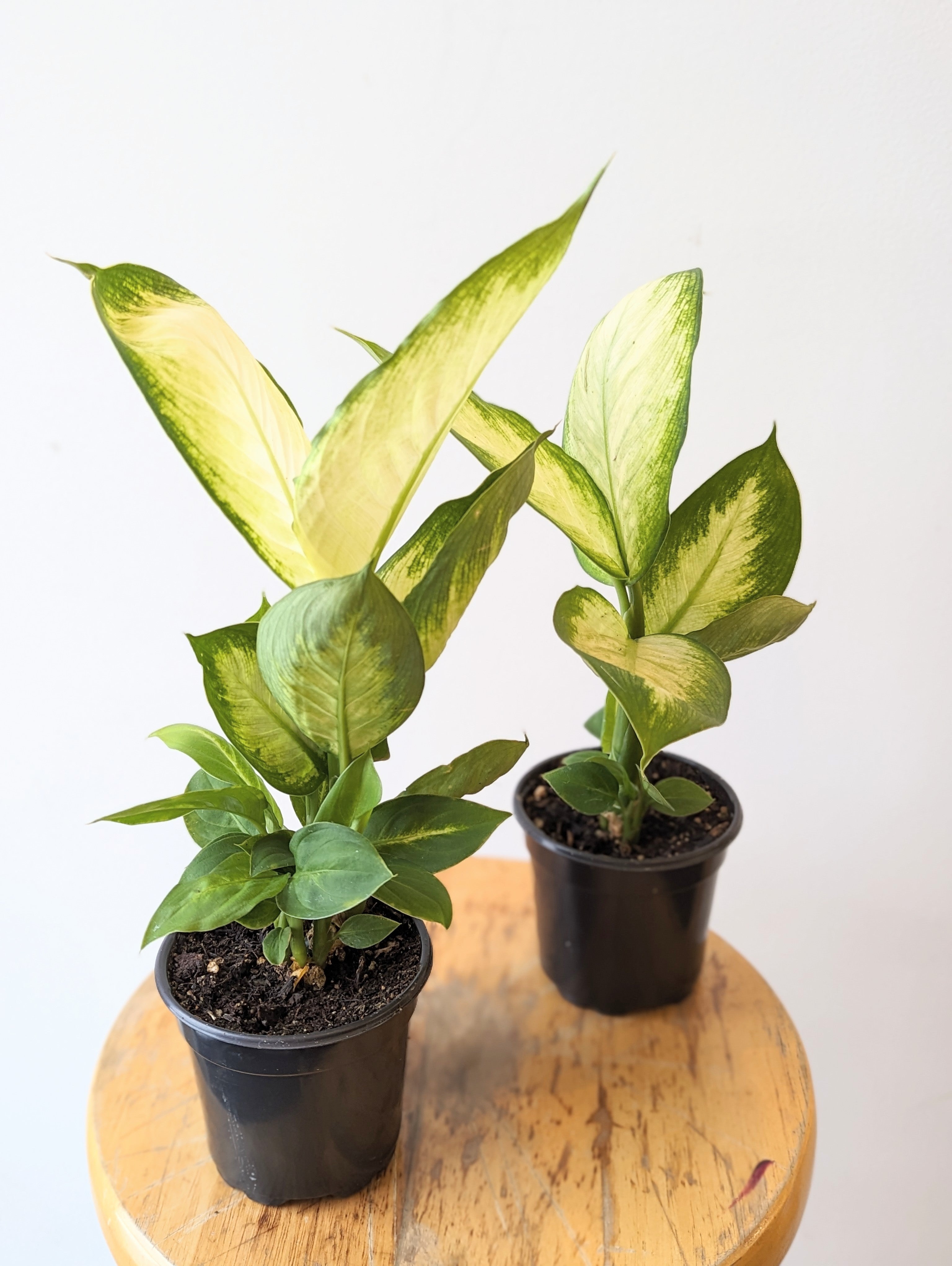 dieffenbachia 'compacta' Dumb Cane (Dieffenbachia Compacta) – TwinFlower Studio